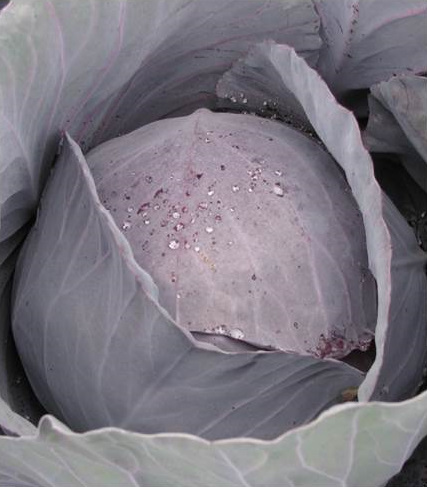 Рондал F1 - Агро-Департамент